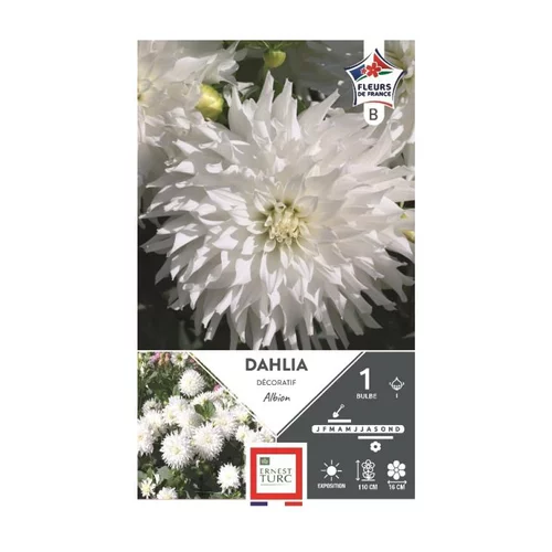 Dahlia décoratif Albion blanc Ernest Turc - 1 bulbe