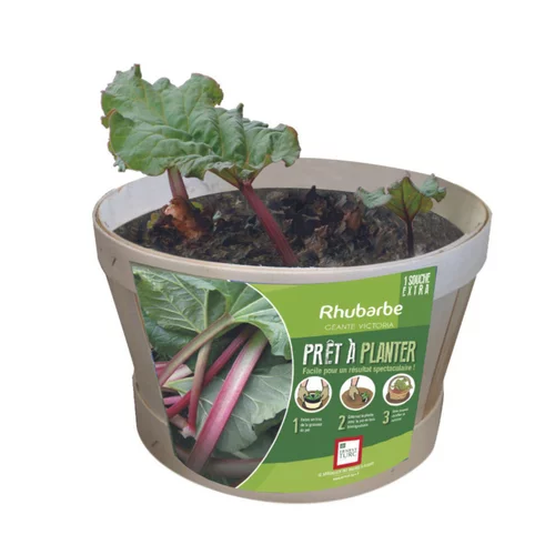 Rhubarbe extra bio Ernest Turc®. Pied mère en bourriche prêt à planter
