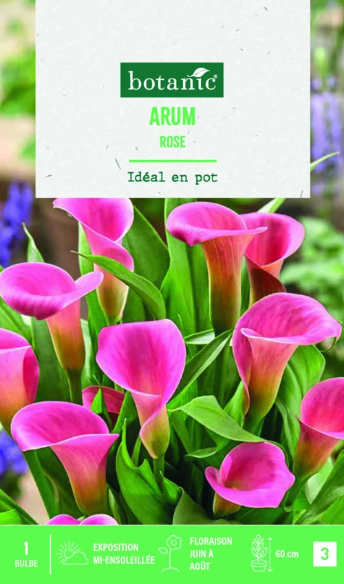Bulbe de fleurs Arum rose botanic® - 1 bulbe