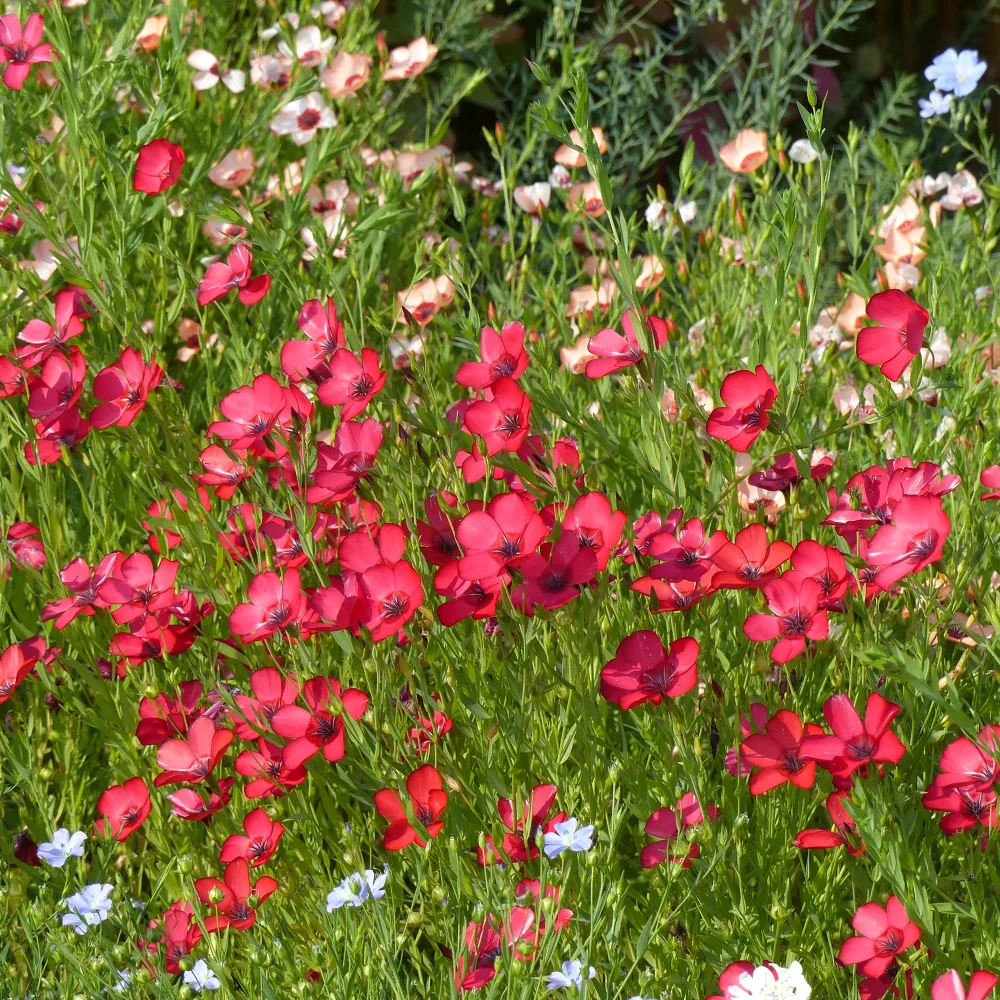 Lin annuel rouge Linum grandiflorum 'Rubrum'