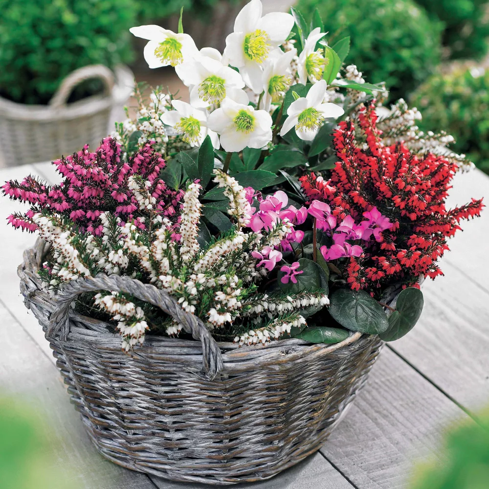 4 Bruyères d'hiver et Hellébore en mélange Erica + helleborus niger