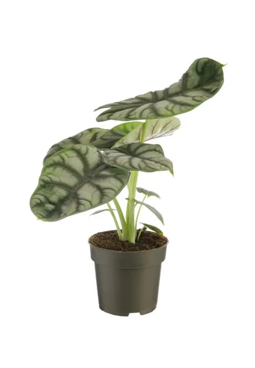 Alocasia Silver Dragon vert. Le pot Ø 17 cm