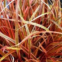 Uncinia Rubra - Le pot de 2,5 litres