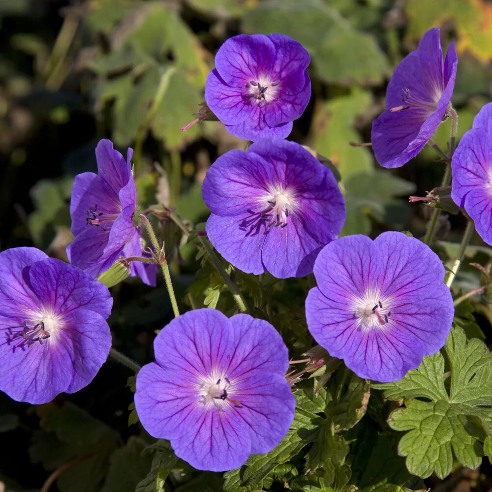 Géranium vivace de l'Himalaya Gravetye Geranium himalayense Gravetye