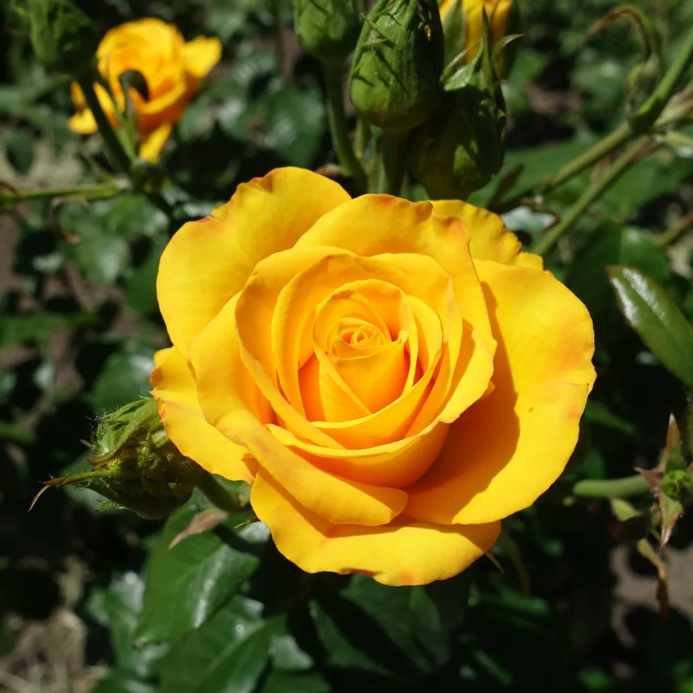 Rosier buisson jaune Rosa
