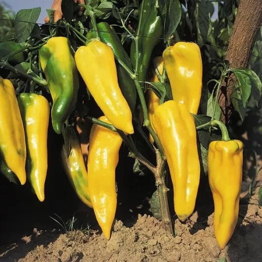 Bio zaden van gele Paprika Corno di Toro