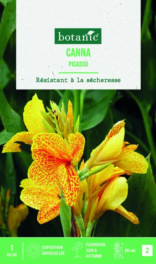 Bulbe de fleurs Canna Indica Picasso botanic® - 1 bulbe