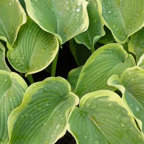 Hosta American Halo Hosta american halo