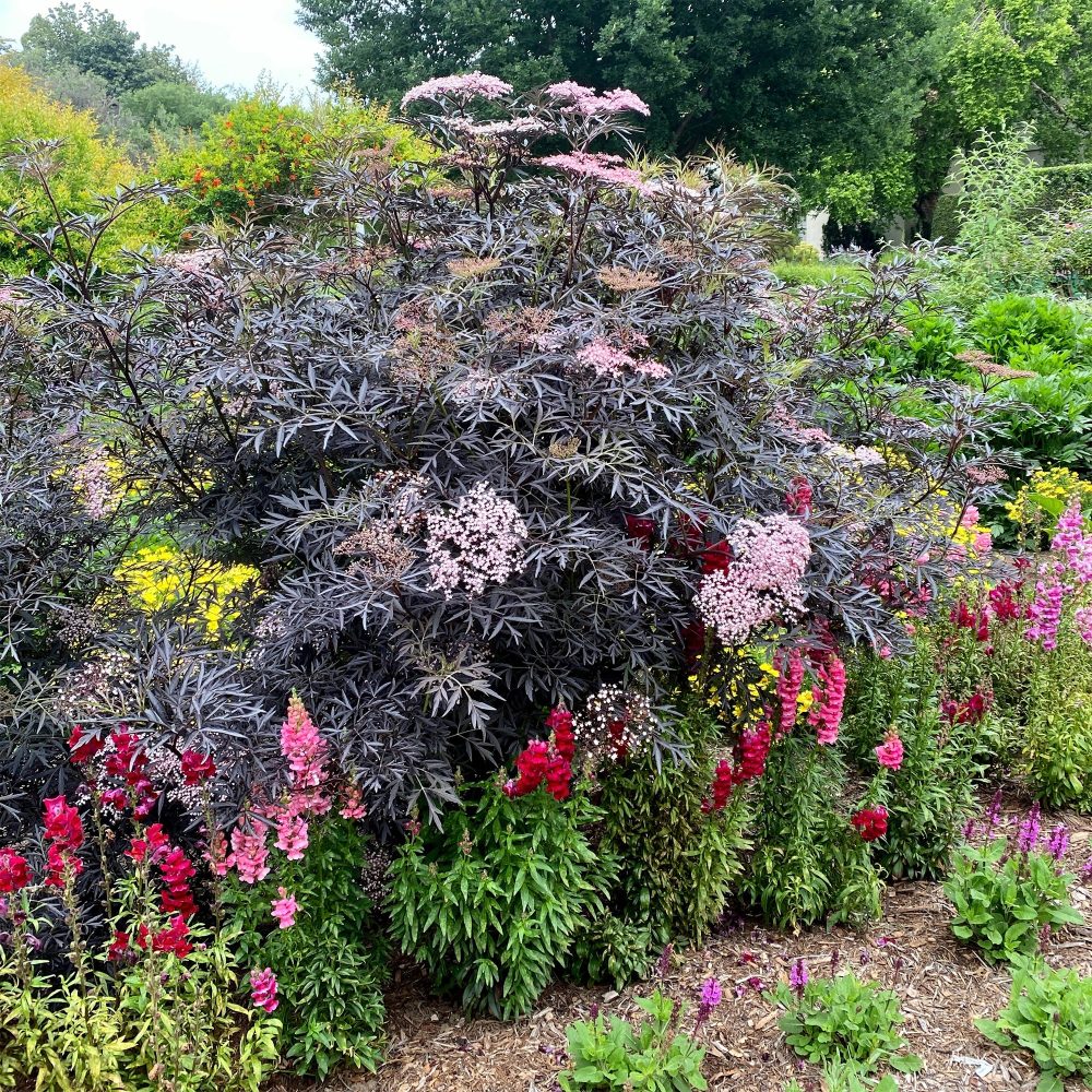 Sureau noir Black Lace® Sambucus nigra Black Lace®