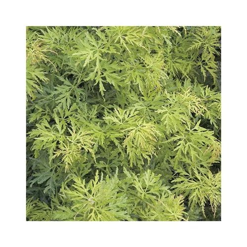 Erable du Japon (ACER PALMATUM SEIRYU ) Le pot de 30 litres