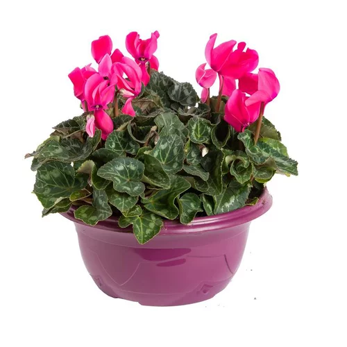 Mini Cyclamen. La coupe de 23/25 cm