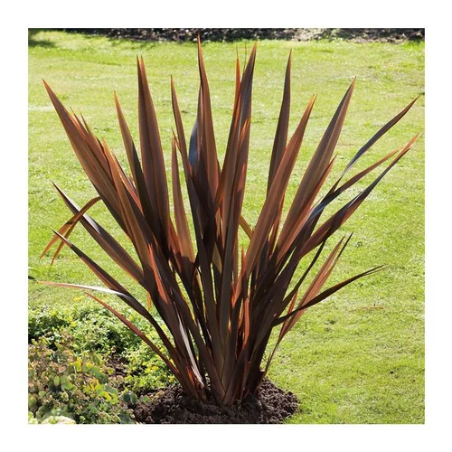 Phormium Tenax Atropurpureum - pot 4 L