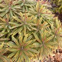 Euphorbia Ascot Rainbow - Le pot de 3 litres