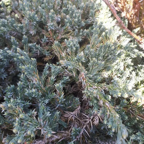 Juniperus Squamata Blue Carpet bleu 30/40 cm en pot de 3 L