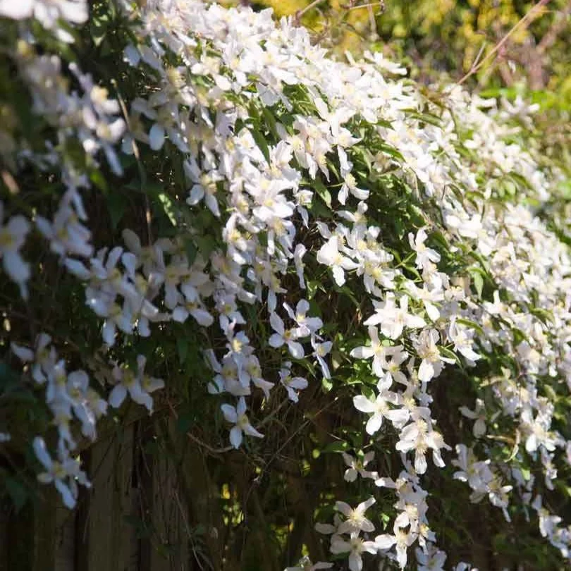 Clématite montana Grandiflora Clematis montana 'grandiflora'