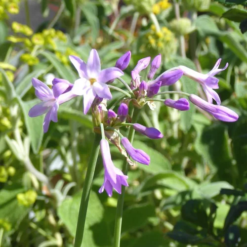 Tulbaghia violacé Pearl - Le pot de 2 litres