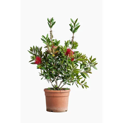 Callistemon Citrinus Splendens – Pot de 5L