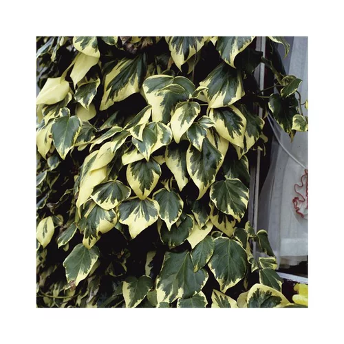 Lierre COLCHICA DENTATA VARIEGATA. Le pot de 3 litres