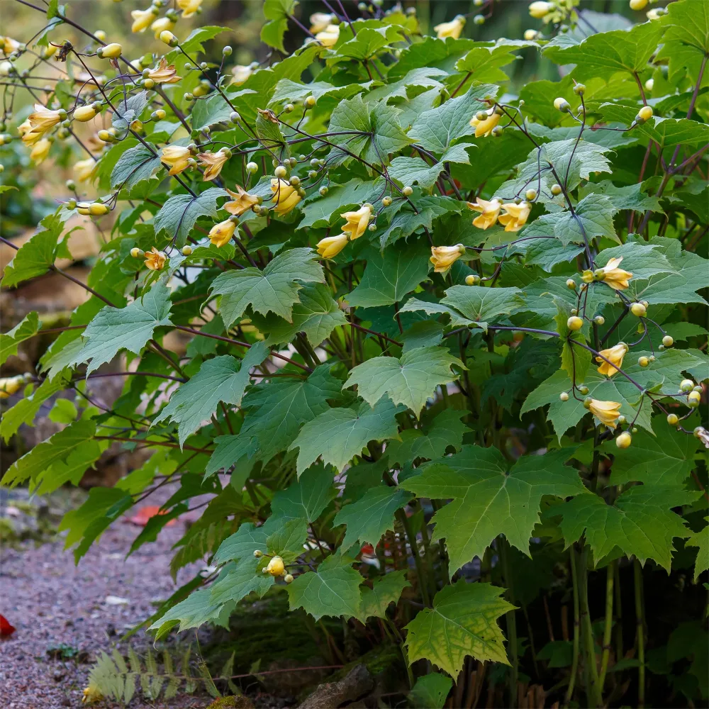 Fleur de cire Kirengeshoma palmata