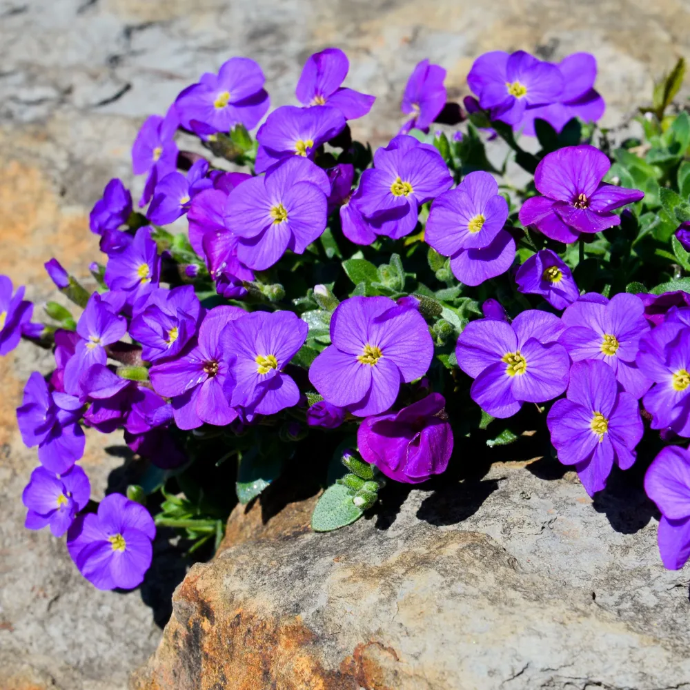 Aubriète Cascade Purple Aubrieta Cascade Purple
