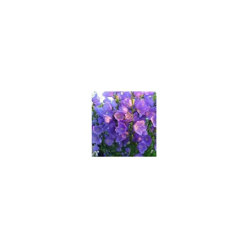Campanula Persicifolia - Le pot de 3 litres
