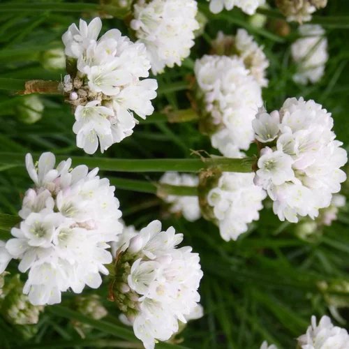 Armeria Alba (Œillet marin ou Gazon d'Espagne) à fleurs blanches - Le pot de 9 x 9 cm