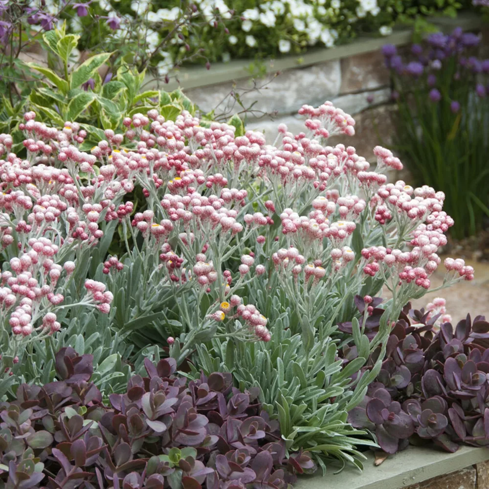 Immortelle de corse Runy Cluster Helichrysum amorginum Ruby Cluster ®