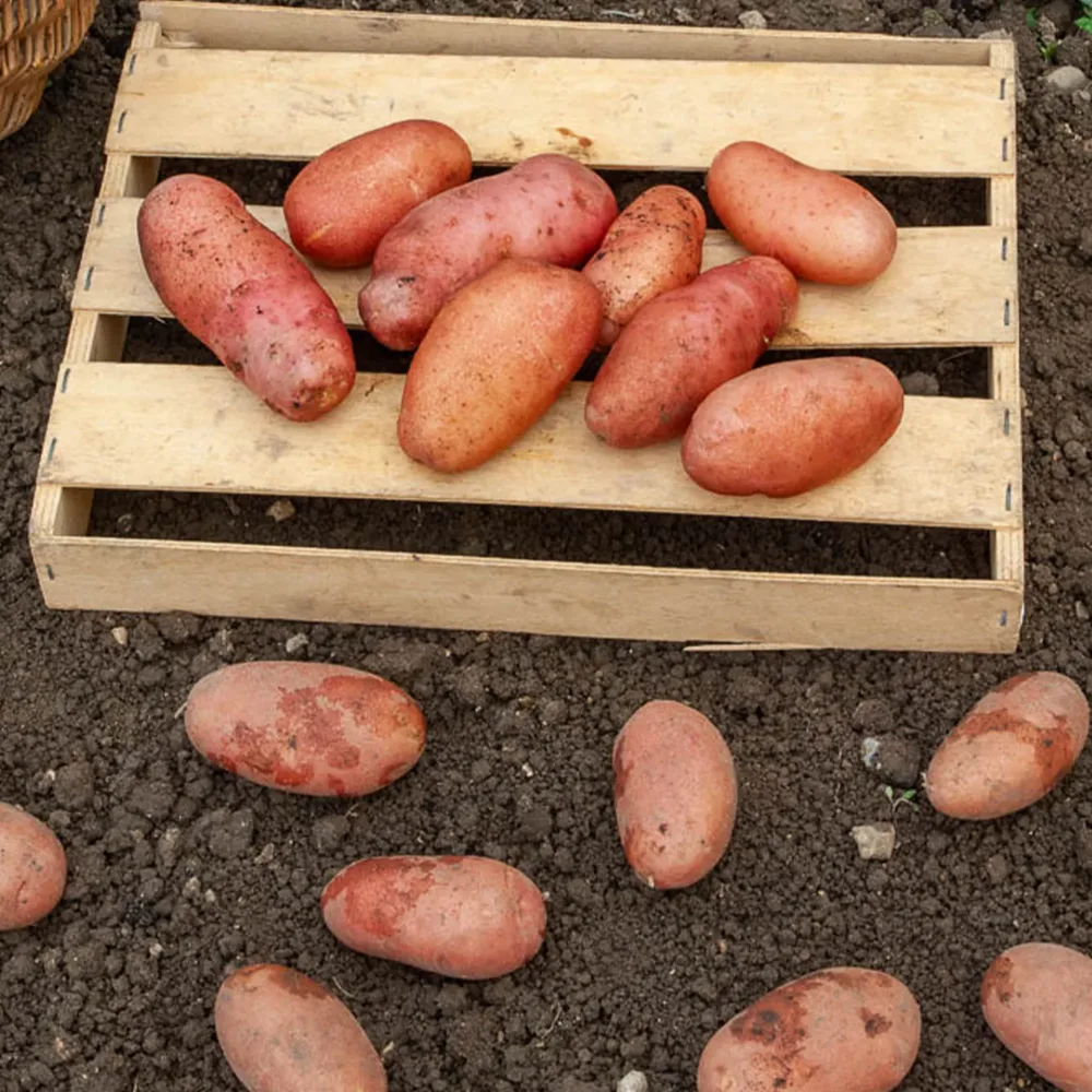Pomme de terre Rose de France - Cirielle Solanum tuberosum rose de france (cirielle)