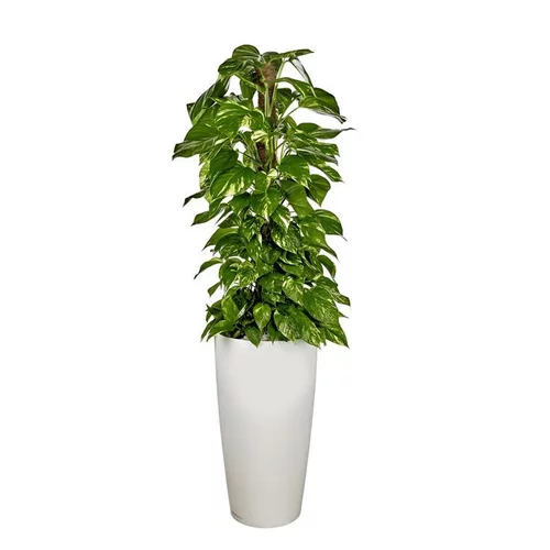 Pothos TM et son pot Rondo premium Ø 40 blanc
