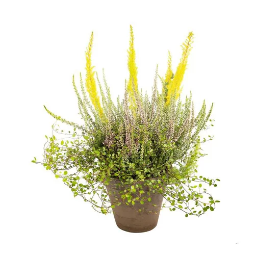 Erica Melangees - Le pot terre de 2,5 litres