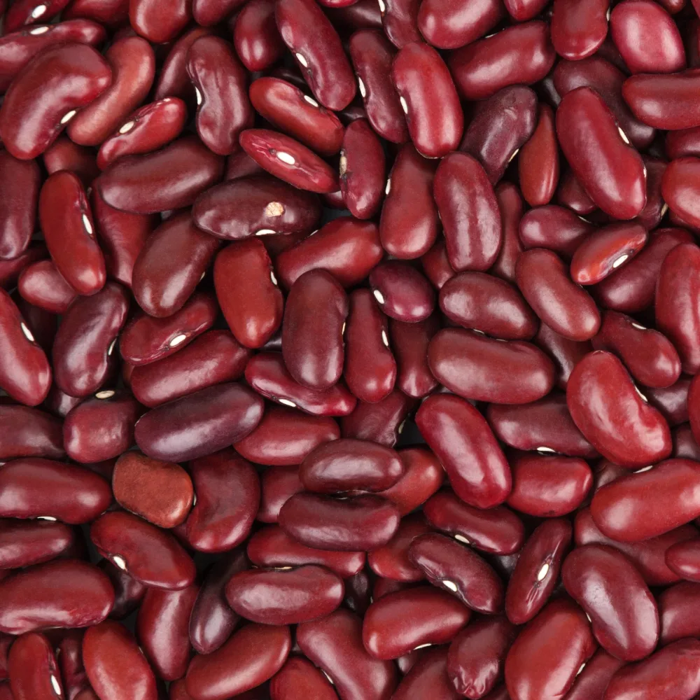 Haricot rouge Phaseolus vulgaris