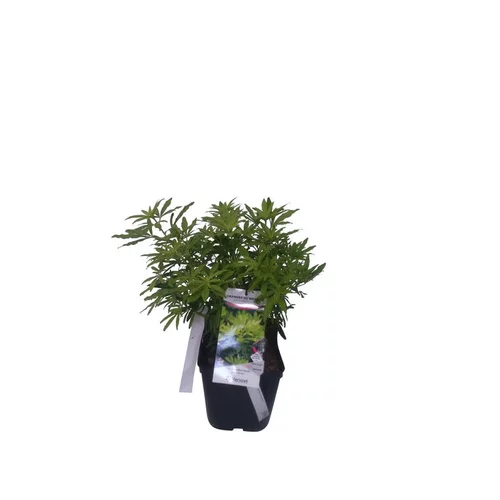Oranger du Mexique Ternata Goldfingers en pot de 5 litres