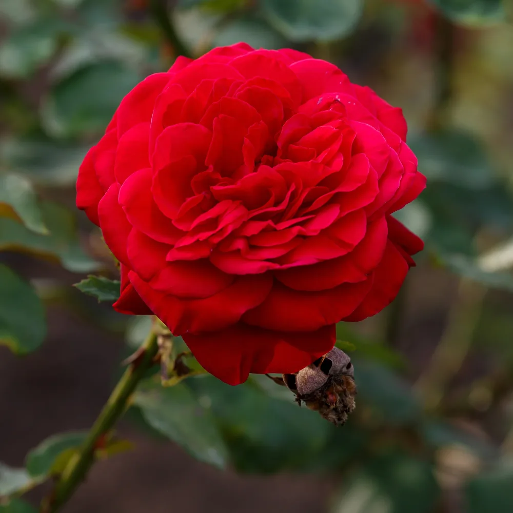 Rosier Dame de Cœur Rosa dame de cœur, rosa queen of hearts, rosa herz-dame
