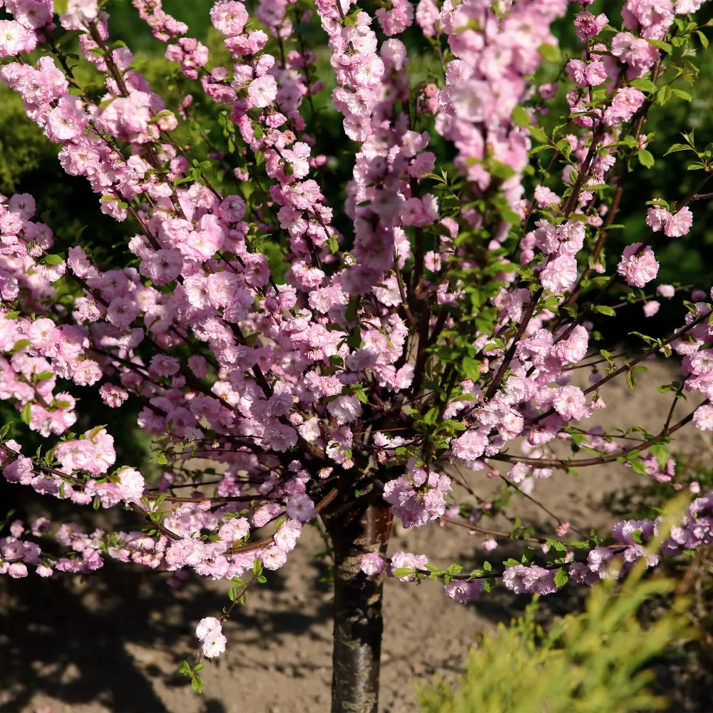Amandier à fleurs sur tige Prunus triloba
