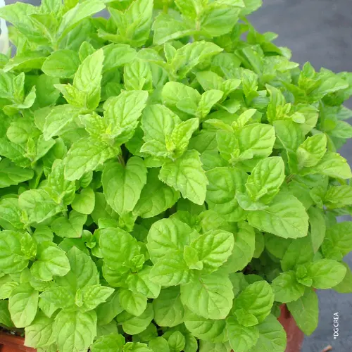 Menthe verte. Le pot de 1 litre