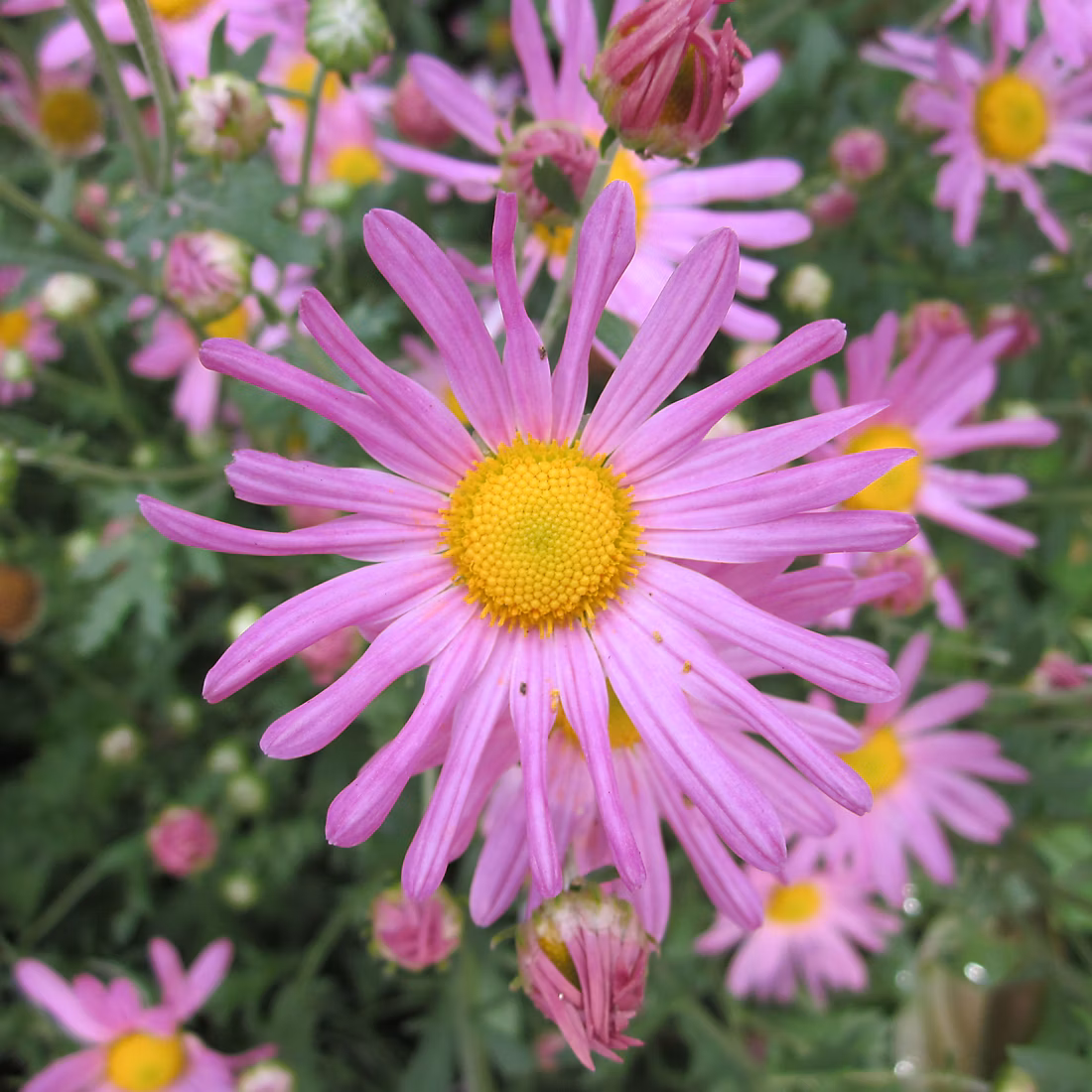 6 x Marguerite d'automne 'Clara Curtis' – Chrysanthemum 'Clara Curtis' | godet 9cm x 9cm