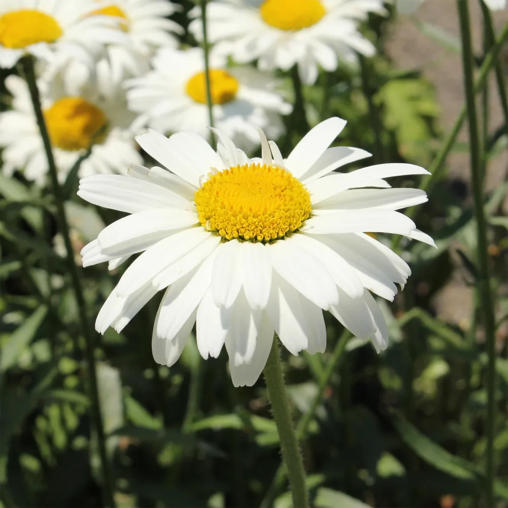 Marguerite d'été Alaska Leucanthemum x superbum alaska
