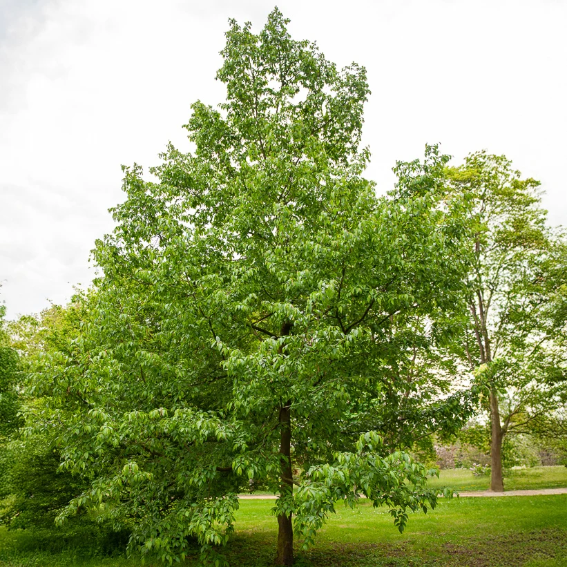 Charme houblon Ostrya carpinifolia