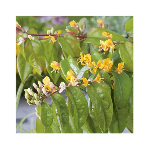 Chevrefeuille HENRYI COPPER BEAUTY®. Le pot de 3 litres