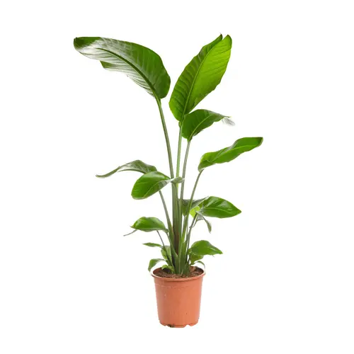 Strelitzia Reginae ou Oiseau du Paradis. Le pot de 12 litres