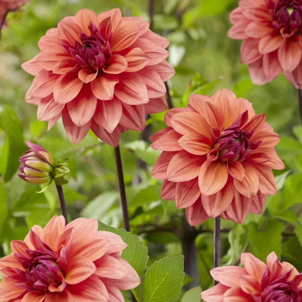 3 Dahlias décoratifs American Dawn Dahlia American Dawn