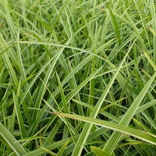 Laîche du Japon Gilt - Carex Carex morrowii gilt