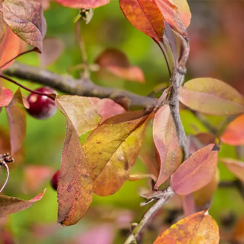 Pommier d’ornement ‘Courtarou’ botanic® rouge. Le pot de 10 litres