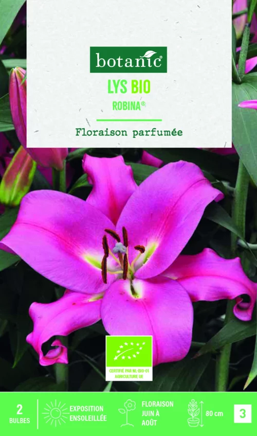 Bulbes de fleurs Lys oriental Robina bio botanic® - 2 bulbes