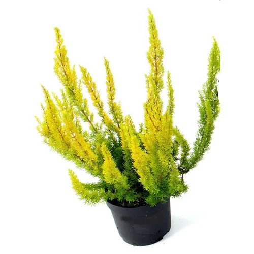 Erica arborea - Le pot de 10.5 cm