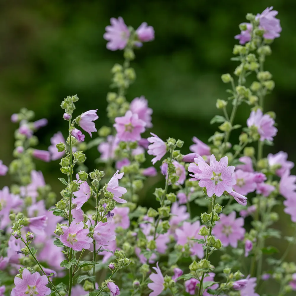 Mauve musquée Rosea Malva moschata Rosea