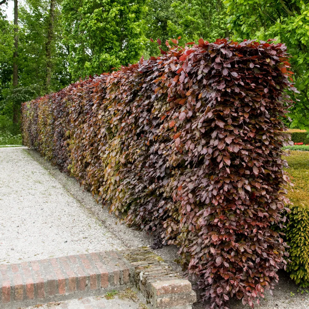 Haie de hêtres pourpres Fagus sylvatica purpurea