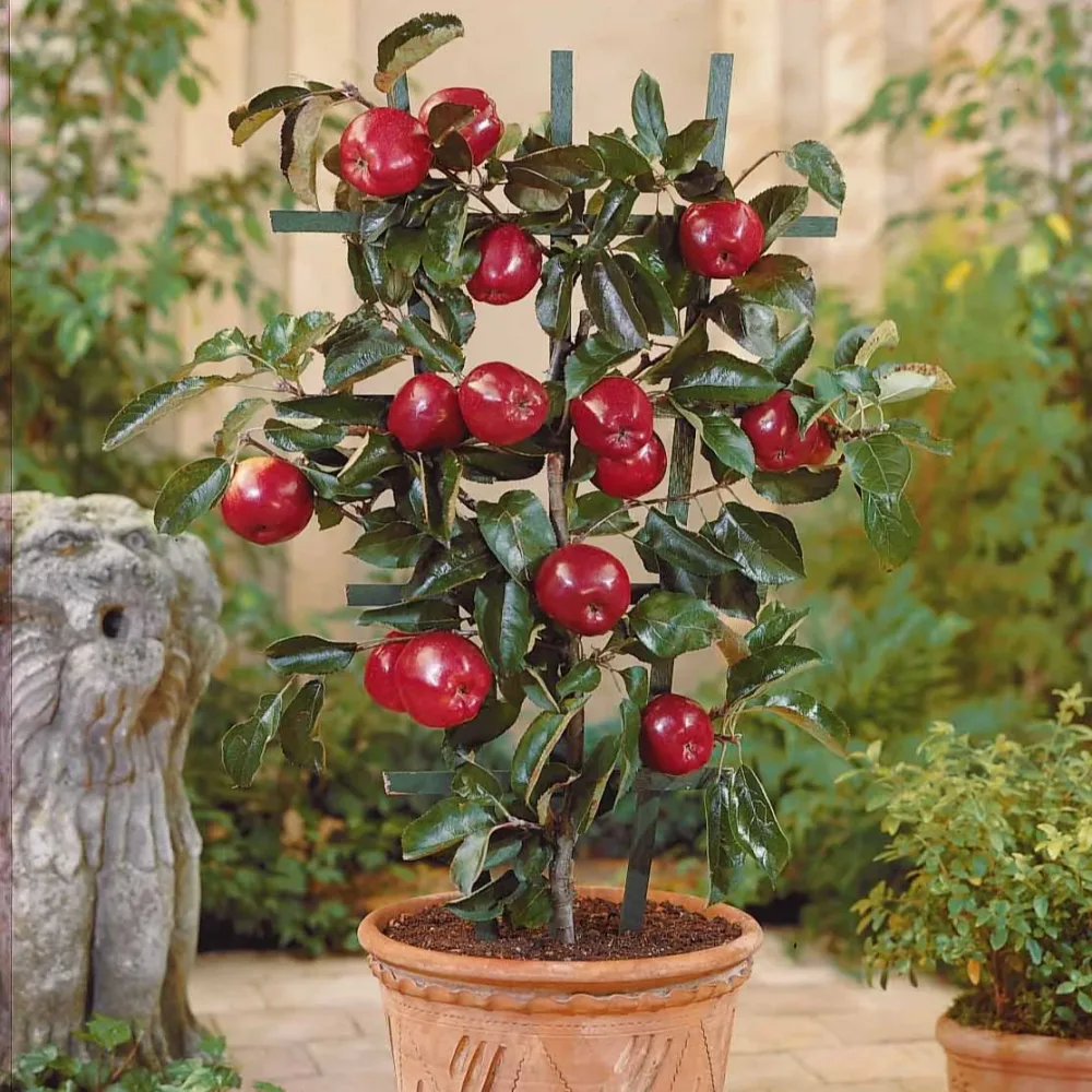 Mini-pommier Braeburn Malus domestica Braeburn