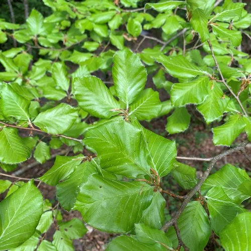 Hêtre (Fagus Sylvatica) 60/90. Le pot de 5 litres