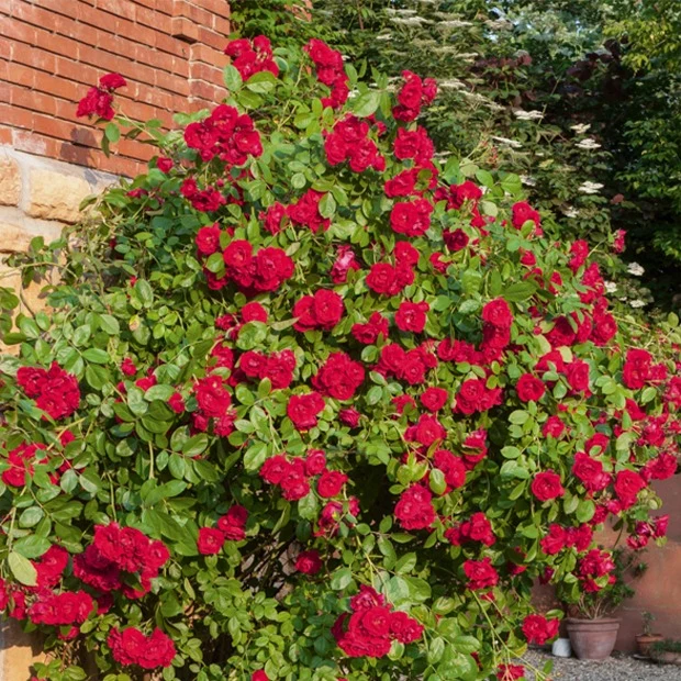 Rosier grimpant rouge Rosa